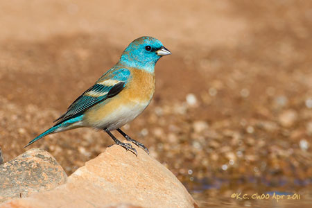Lazuli Bunting
