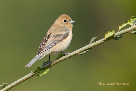 Lazuli Bunting