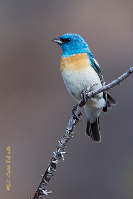 Lazuli Bunting