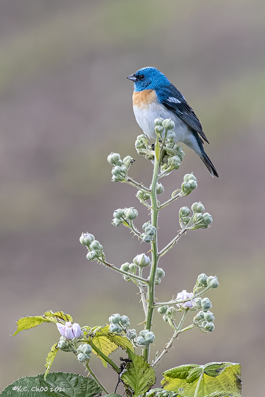 Lazuli Bunting