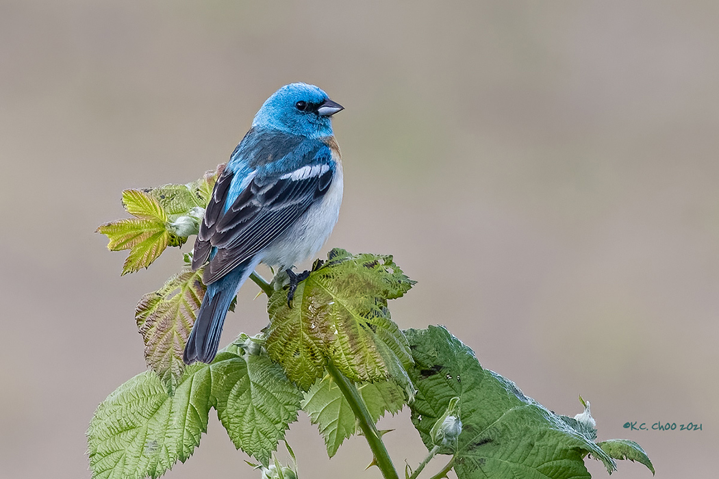 Lazuli Bunting