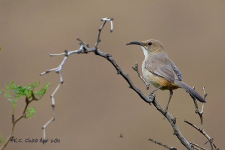 Le Conte's Thrasher