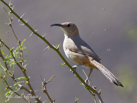 Le Conte's Thrasher