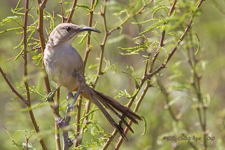 Le Conte's Thrasher
