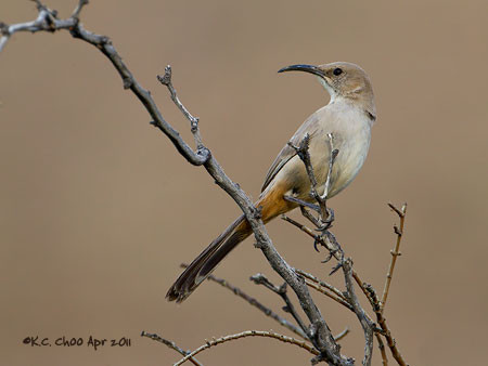 Le Conte's Thrasher