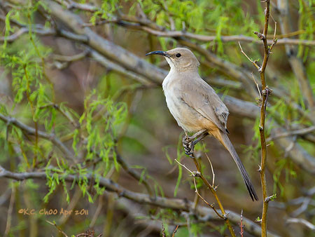 Le Conte's Thrasher