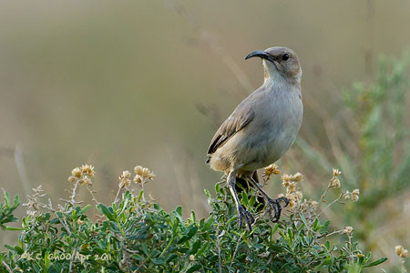 Le Conte's Thrasher
