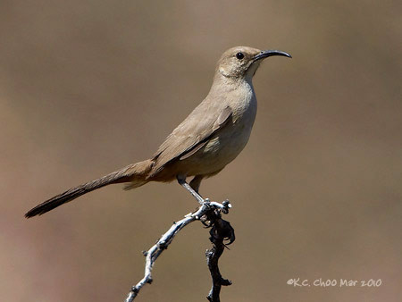 Le Conte's Thrasher