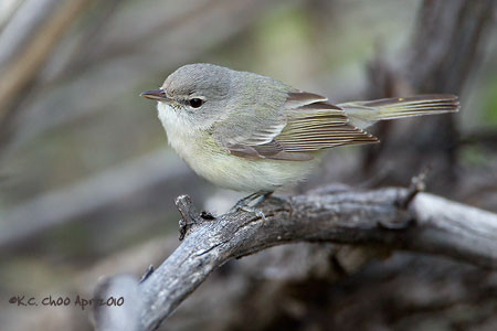 Least Bell's Vireo