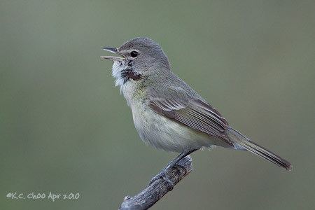 Least Bell's Vireo