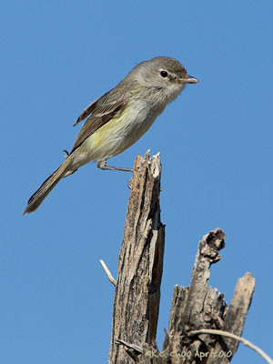 Least Bell's Vireo