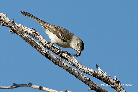 Least Bell's Vireo