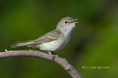 Least Bell's Vireo