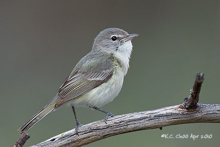 Least Bell's Vireo