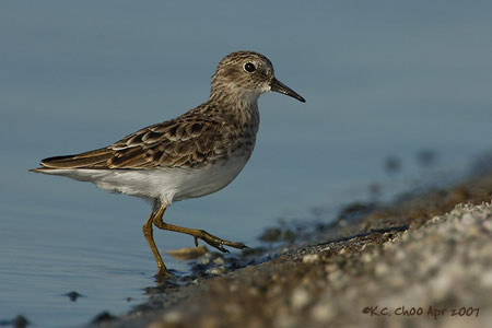 Least Sandpiper