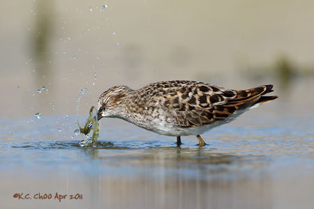 Least Sandpiper