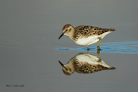 Least Sandpiper
