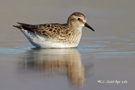 Least Sandpiper
