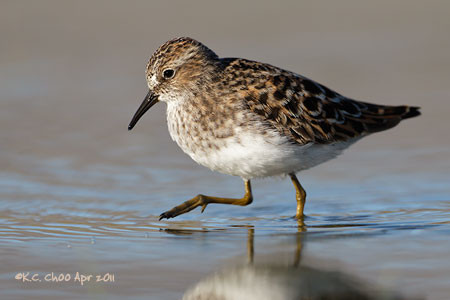 Least Sandpiper