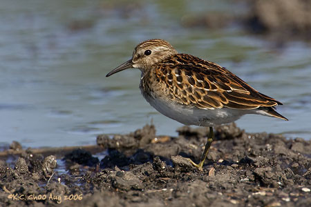 Least Sandpiper