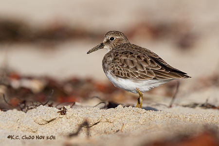 Least Sandpiper