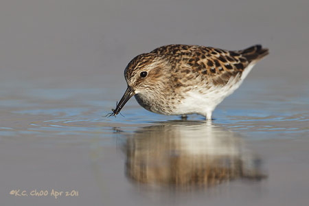 Least Sandpiper