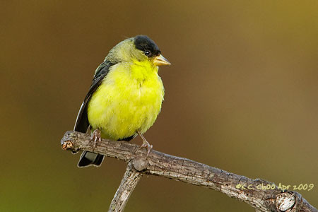 Lesser Goldfinch