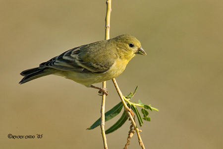Lesser Goldfinch