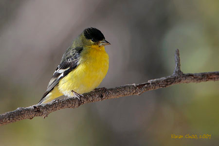 Lesser Goldfinch