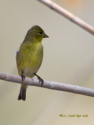Lesser Goldfinch