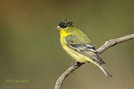 Lesser Goldfinch