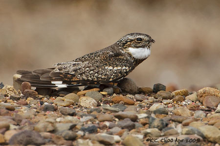 Lesser Nighthawk
