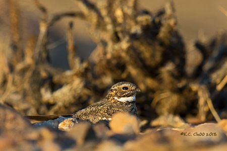 Lesser Nighthawk