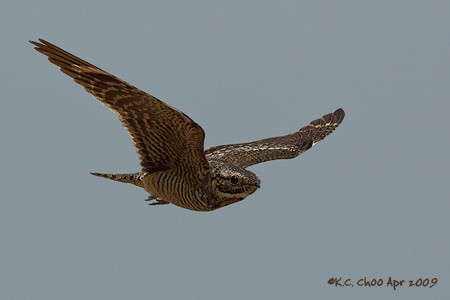 Lesser Nighthawk
