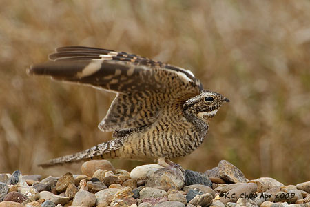 Lesser Nighthawk