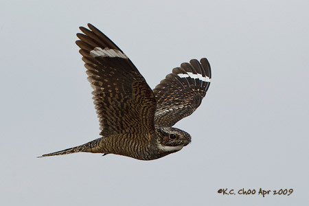 Lesser Nighthawk