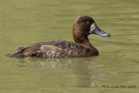 Lesser Scaup