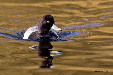 Lesser Scaup