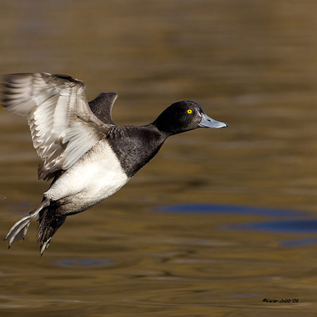 Lesser Scaup