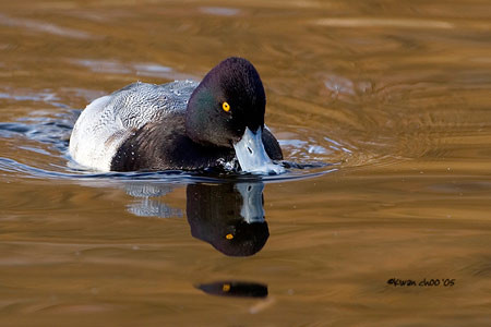 Lesser Scaup