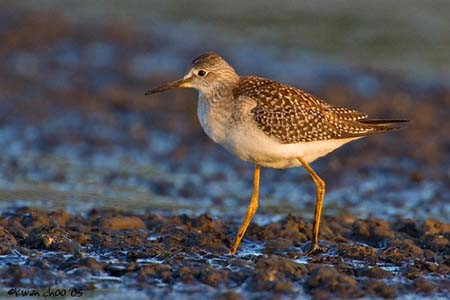 Lesser Yellowlegs