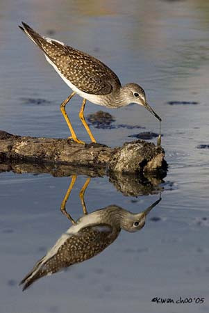 Lesser Yellowlegs