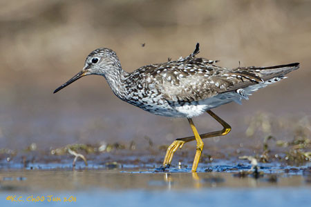 Lesser Yellowlegs