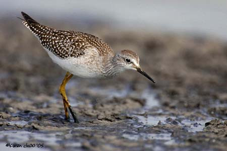 Lesser Yellowlegs