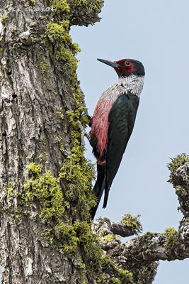 Lewis Woodpecker
