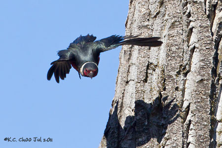 Lewis Woodpecker