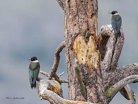 Lewis Woodpecker
