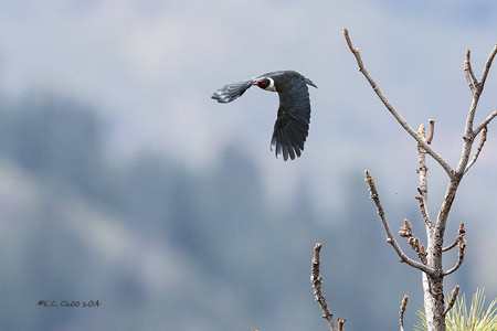 Lewis Woodpecker