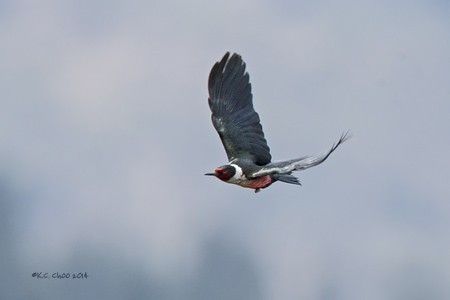 Lewis Woodpecker