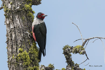 Lewis Woodpecker